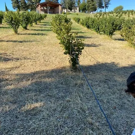 Appartamento Casale In Collina Vista Assisi,brufa Di Torgiano